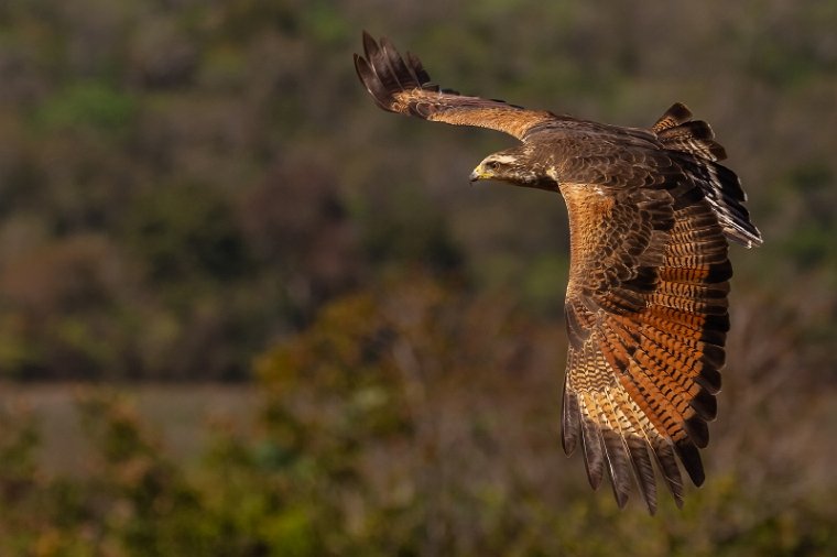 040 Noord Pantanal, savannebuizerd.jpg